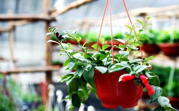 植物可以除甲醛嗎？哪些植物除甲醛效果好